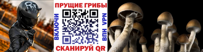 Галлюциногенные грибы GOLDEN TEACHER  цены   kraken как войти  Саратов 